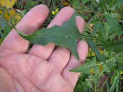 Sisymbrium loeselii
