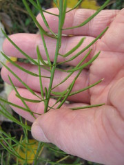 Sisymbrium loeselii