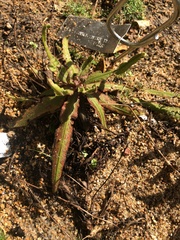 Drosera adelae
