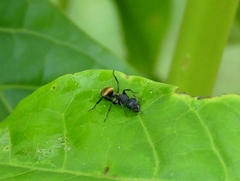 Camponotus sericeus