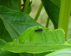 Camponotus sericeus