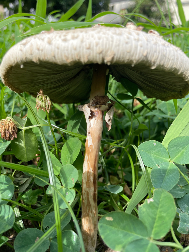 Chlorophyllum molybdites · July 2025 · photo: © bios_biota (iNaturalist, cc0)