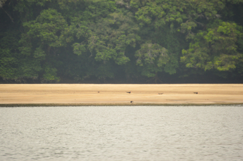 African Skimmer