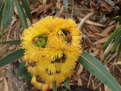 Eucalyptus erythrocorys