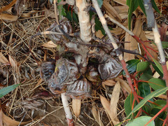 Eucalyptus erythrocorys