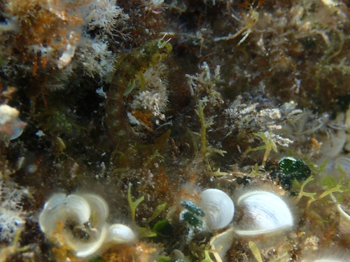 Parablennius incognitus