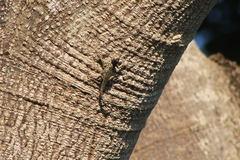 Sceloporus melanorhinus calligaster