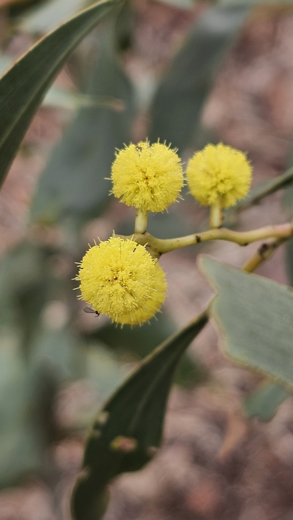 Golden wattle (Acacia pycnantha)