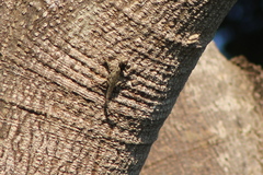 Sceloporus melanorhinus calligaster