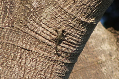 Sceloporus melanorhinus calligaster