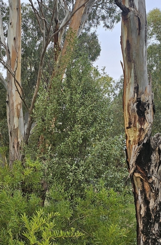 Lagunaria patersonia