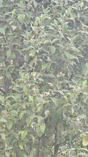 Lagunaria patersonia