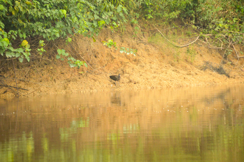Hadada Ibis