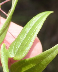 Dioscorea burchellii