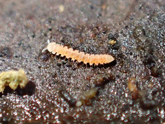 Pyrgodesmidae
