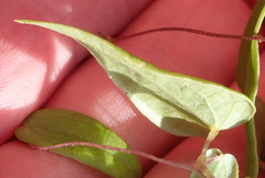 Dioscorea burchellii