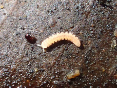 Pyrgodesmidae