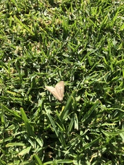 Phryganidia californica