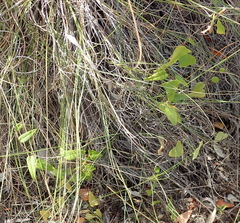 Dioscorea burchellii