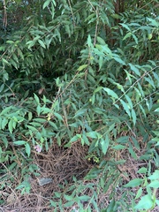 Malpighia glabra