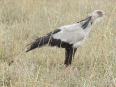 Sagittarius serpentarius