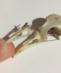 Turdus merula aterrimus