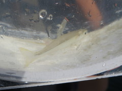 Atheriniformes