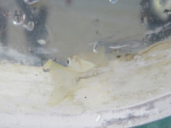 Atheriniformes
