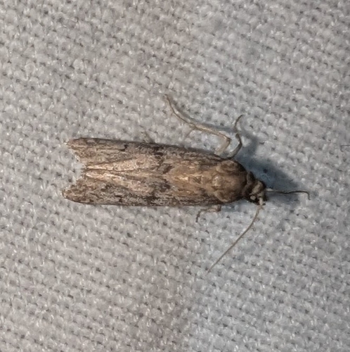 Beehive Honey Moth photo 2