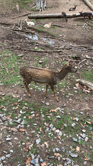 Cervini