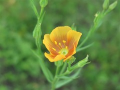 Linum berlandieri
