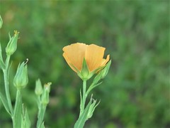 Linum berlandieri