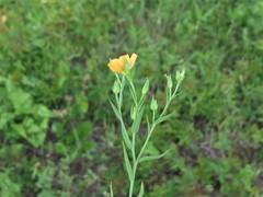 Linum berlandieri