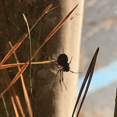 Parasteatoda tepidariorum