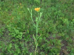 Linum berlandieri