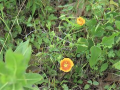 Linum berlandieri