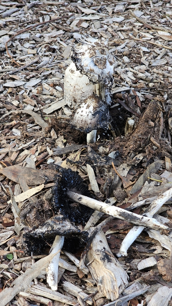 Coprinus comatus · July 2025 · photo: © orchidrose (iNaturalist, cc0)