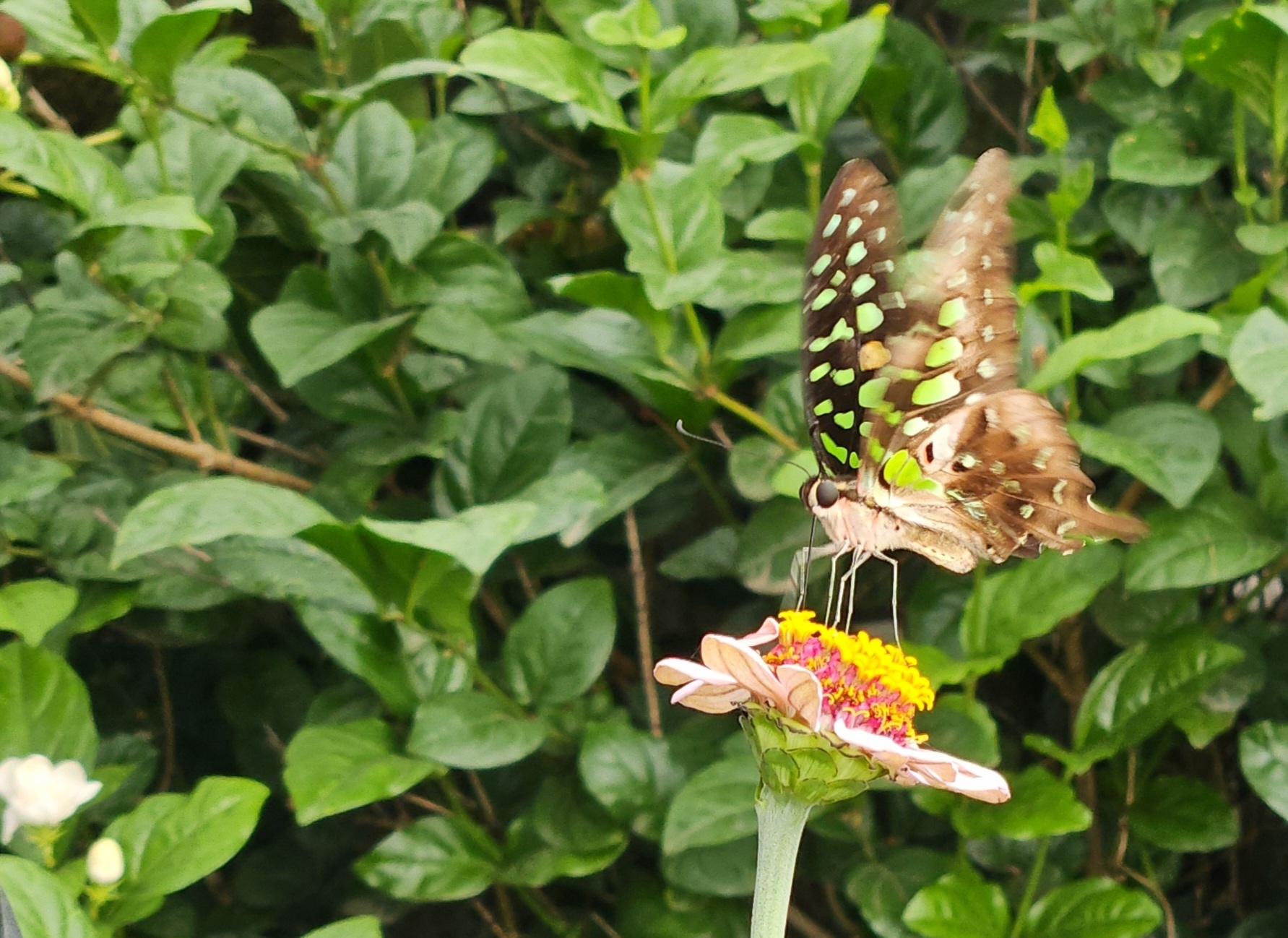 Tailed Jay