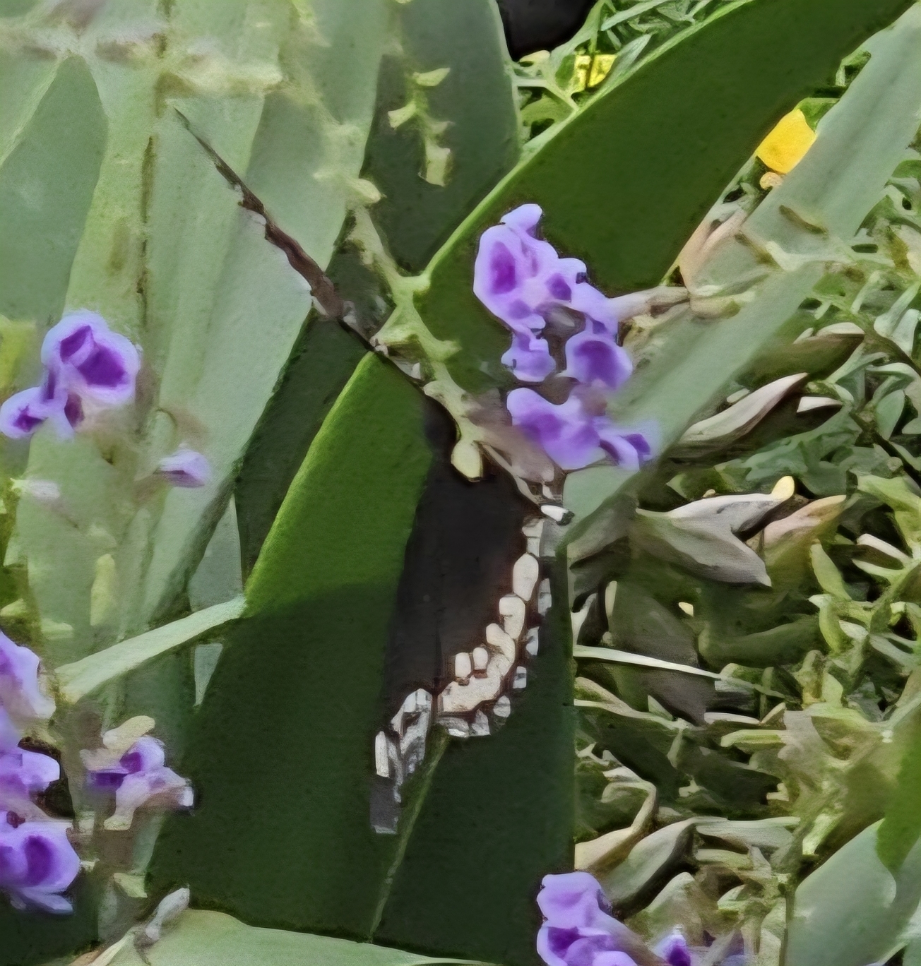 Great Eggfly