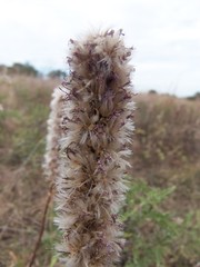 Liatris punctata mucronata