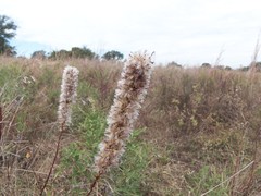 Liatris punctata mucronata