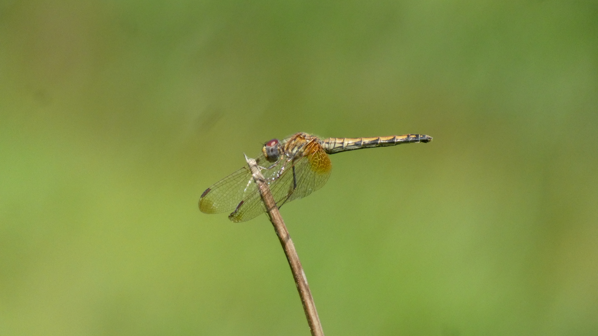 Crimson Marsh Glider