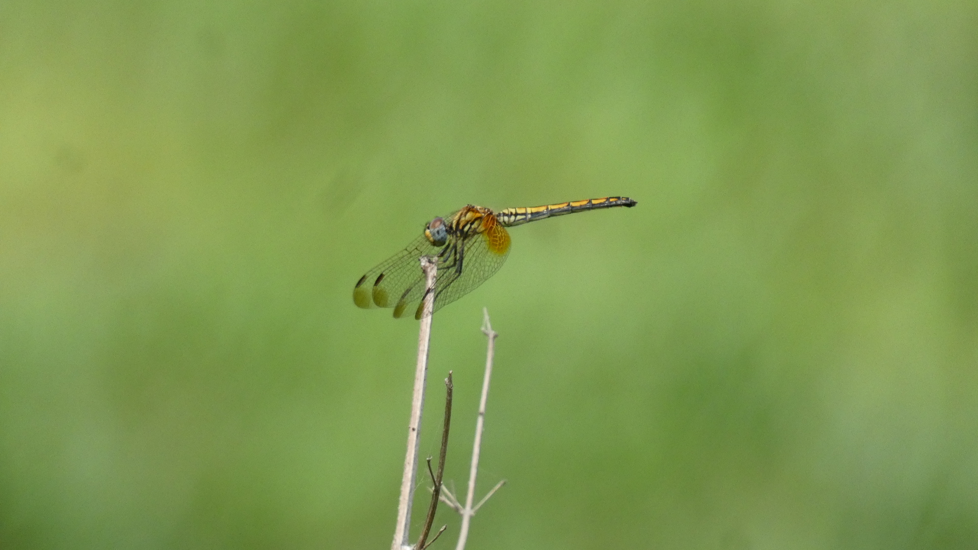 Crimson Marsh Glider