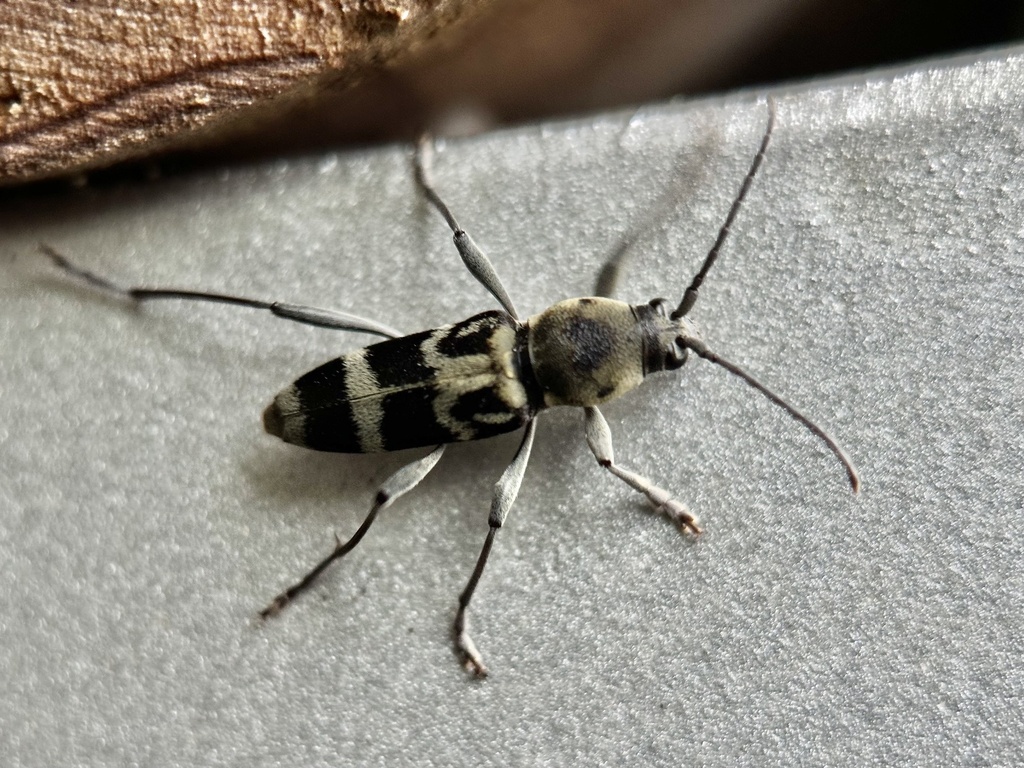 Chlorophorus sulcaticeps