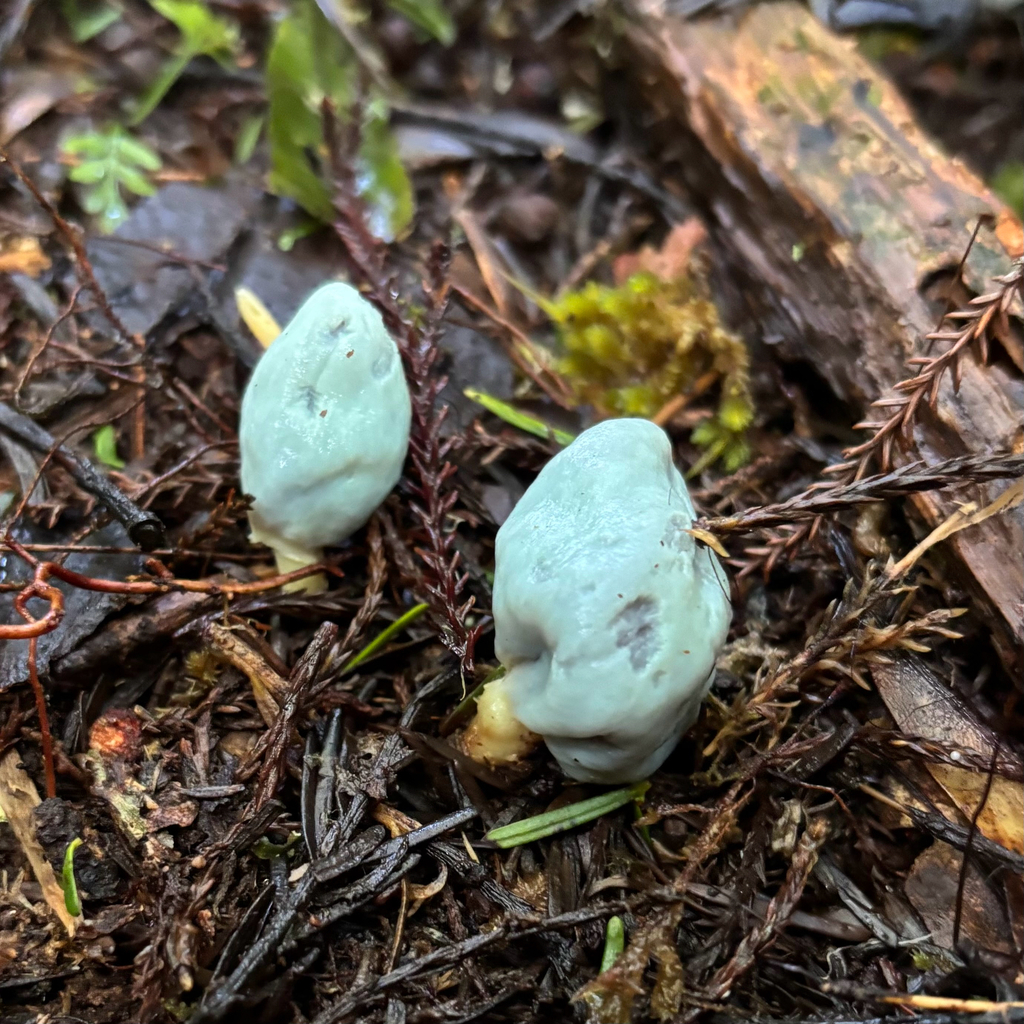 Clavogaster virescens · July 2025 · photo: © otteremma (iNaturalist, cc-by-nc)