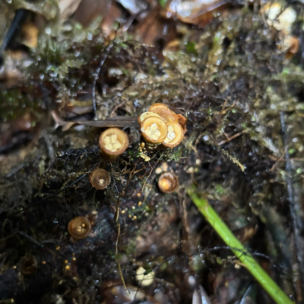 Crucibulum simile · July 2025 · photo: © otteremma (iNaturalist, cc-by-nc)