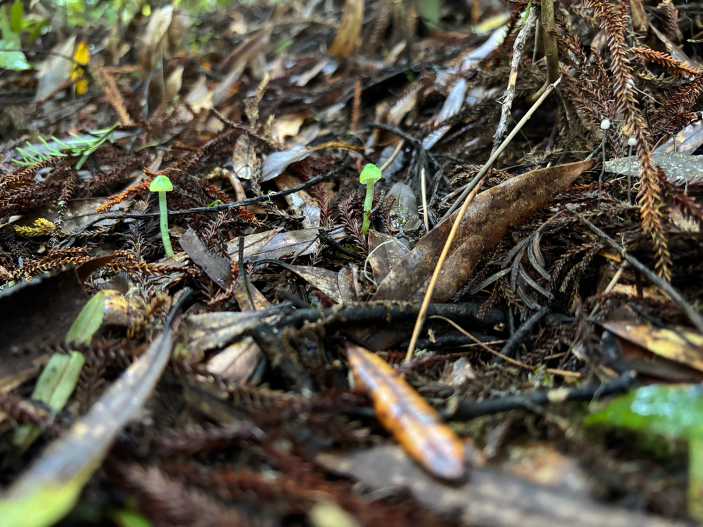 Gliophorus viridis