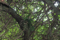 Vandoideae