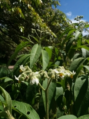 Solanum umbellatum