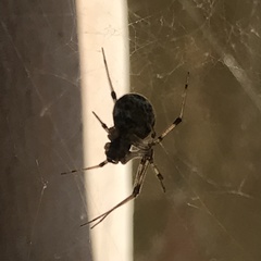 Parasteatoda tepidariorum